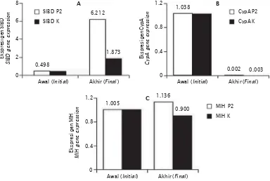 Gambar 2. Tingkat ekspresi gen SIBD (single insulin binding domainFigure 2. ) (A), CypA (cyclophilin A) (B),dan MIH (moult inhibiting hormone) (C) pada awal (sebelum perendaman) dan 12 harisetelah perendaman hormon pertumbuhan rekombinan ikan kerapu kertan