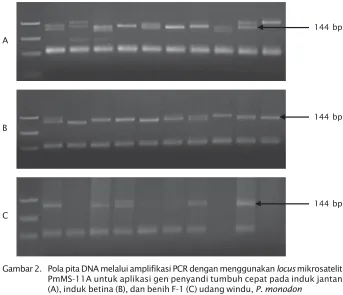 Gambar 2. Pola pita DNA melalui amplifikasi PCR dengan menggunakan locus mikrosatelit