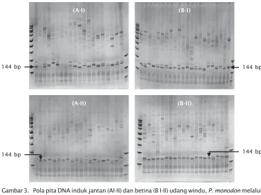 Gambar 3. Pola pita DNA induk jantan (AI-II) dan betina (B I-II) udang windu, P. monodon melalui