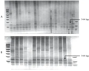 Gambar 4. Pola pita DNA benih F-1 dari pembenihan I (A) dan pembenihan kedua (B)