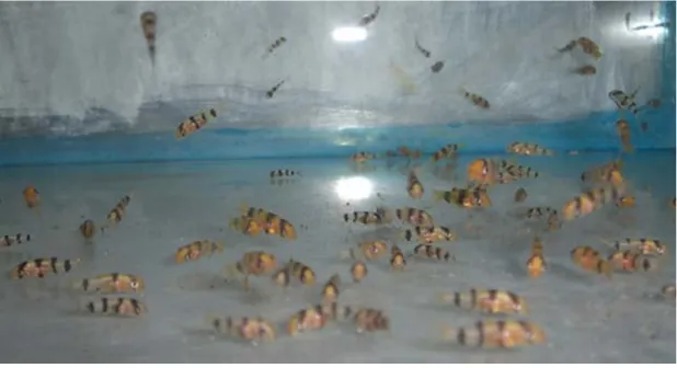 Gambar 1. Variasi ukuran benih ikan botia pada pemeliharaan di bulan keduaFigure 1.Size variation of fish at second month rearing