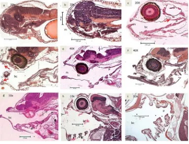 gambar)sejalan dengan perkembangan larva.Gambar 1. Irisan melintang perkembangan saluran pencernaan rongga mulut; a