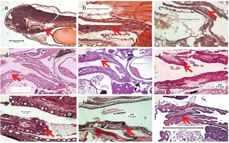 Gambar 2. Irisan melintang perkembangan saluran pencernaan kerongkongan; a. 1 HSM; b. 2HSM; c
