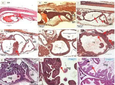 Gambar 4. Irisan melintang perkembangan saluran pencernaan bagian usus; a. 1 HSM; b. 2 HSM;c