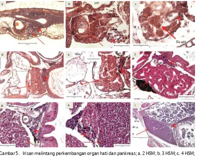 Gambar 5. Irisan melintang perkembangan organ hati dan pankreas; a. 2 HSM; b. 3 HSM; c