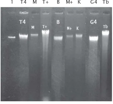 Gambar 1. DNA genom dari K. alvarezii yang