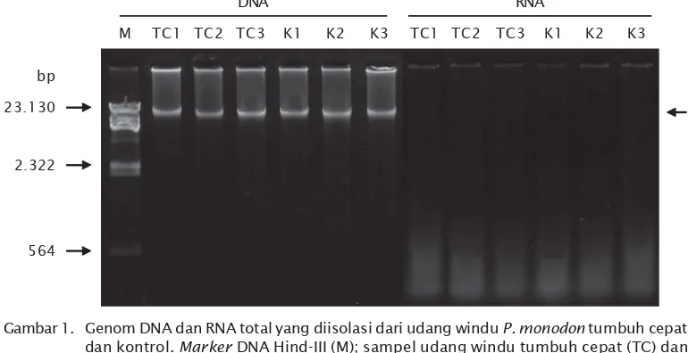 Gambar 1. Genom DNA dan RNA total yang diisolasi dari udang windu P. monodon tumbuh cepatdan kontrol