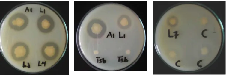 Gambar 1. Zona bening hasil hidrolisis kasein dalam medium agar sebagai hasil aktivitas proteolitikoleh bakteri A1, L1, L3, L4, dan L7, bakteri non proteolitik (C) dan TSBFigure 1.The clear zone of hydrolyzed casein on agar medium as the result of proteolyticactivity by A1, L1, L3, L4, and L7 bacteria, non proteolytic bacteria (C) and TSB