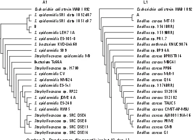 Gambar 2. Dendogram  filogenetik isolat A1 dan L1Figure 2.The phylogenetic dendogram of the A1 and L1 bacterias