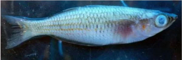 Gambar 1. Ikan rainbow salawati yang sakitFigures 1. Infected salawati rainbow fish