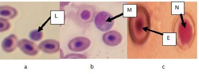 Gambar 3. Gambaran sel darah benih C. gariepinusFigure 3.Pictures of blood cells of C