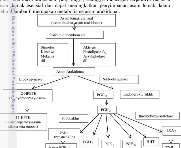 Gambar 6. Metabolisme asam arakidonat 