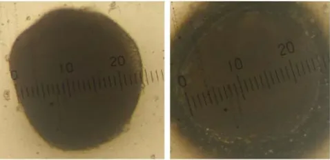 Figure 6.Gambar 6. Diameter telur belut sawah setiap mingguEgg diameter of rice field eel each week