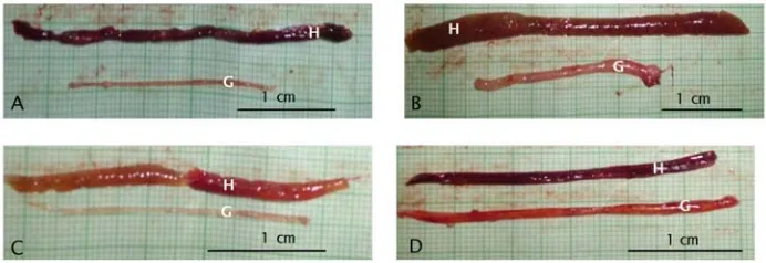 Gambar 8. Gonad dan hati belut sawah setiap perlakuan (A) NaCl, (B) hCG, (C) AD, dan(D) hCG+AD; H: hati, G: GonadFigure 8.Gonad and liver of rice field eel of every treatment (A) control, (B) hCG, (C)AD, and (D) hCG+AD; H: Liver, G: Gonad