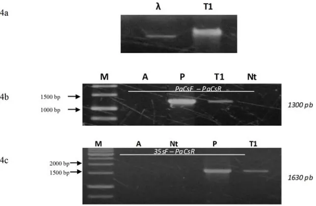 Gambar 4. Hasil elektroforesis DNA genom rumput laut Kapapphycus alvarezii(4a). Analisis integrasi gen PaCs di dalam thalus Kapapphycusalvarezii yang ditransformasi dengan Agrobacterium tumefaciensmenggunakan PCR