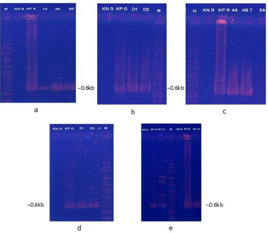 Gambar 1. Hasil PCR telur dan embrio Betta Figure 1.sp.PCR of eggs and embryo results