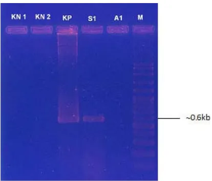 Gambar 2. Hasil PCR larva Betta imbellisFigure 2.PCR of larvae Betta imbellis results