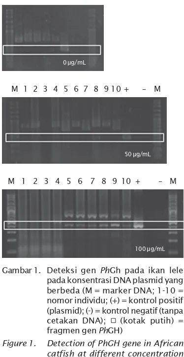 Gambar 1. Deteksi gen PhGh pada ikan lele