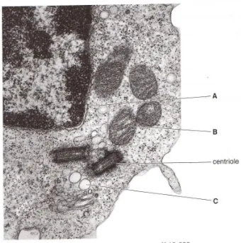 Fig 2.1 is an electron micrograph of part of an animal cell. A centriole is labeled.