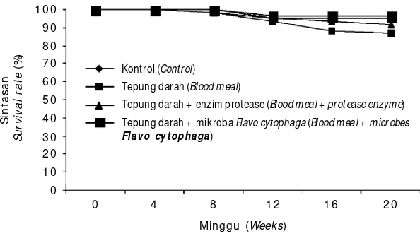 Gambar 2. Sintasan (%) ikan kerapu bebek selama 20 minggu pemeliharaanFigur e 2.Sur vival r ate (%) of humpback gr ouper after  20 weeks cultur e