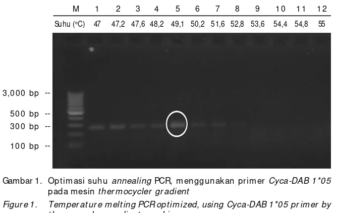 Gambar 1. Optimasi suhu annealing PCR, menggunakan primer Cyca-DAB 1*05