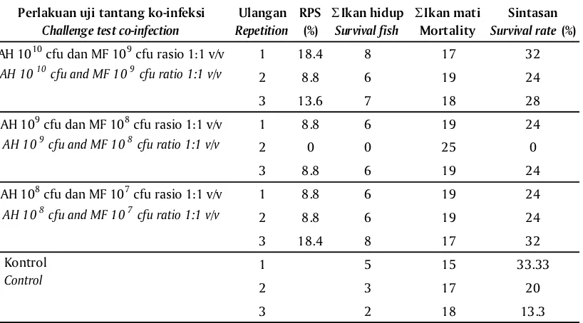 Tabel 3.Efikasi vaksinasi bivalen A. hydrophila dan M. fortuitum melalui oralTable 3.Efficacy of a bivalent vaccine A