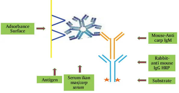 Gambar 3. Ilustrasi metode ELISA dan imunostik pendeteksiantibodi anti Figure 3.A. hydrophilaIllustrations of ELISA methode and immunostick to detect an-tibody anti A