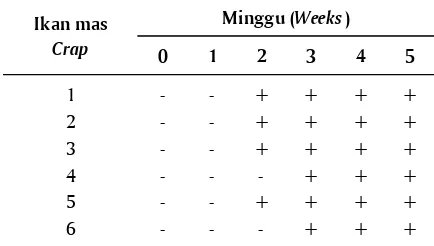 Tabel 1.Uji imunostik pada serum ikan masTable 1.Imunostick test in carp serum
