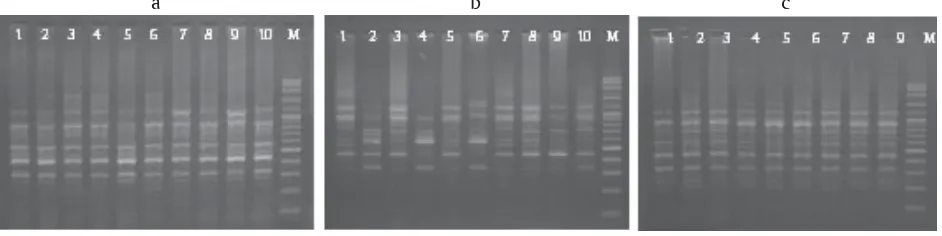 Gambar 2. Hasil amplifikasi DNA ikan gabus Jawa Barat (a), Sumatera Selatan (b), dan Kalimantan Tengah (c)