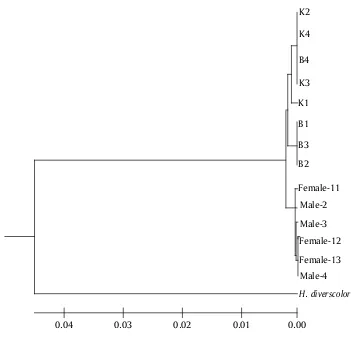 Gambar 6. Dendrogram jarak genetik dari induk, F-1 (terseleksi dan kontrol)komparasi dengan data yang ada di Gene Bank abalon H