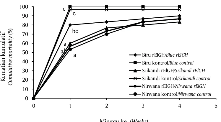 Gambar 6. Kematian kumulatif (%) ikan nila strain biru, Srikandi, dan Nirwana yang