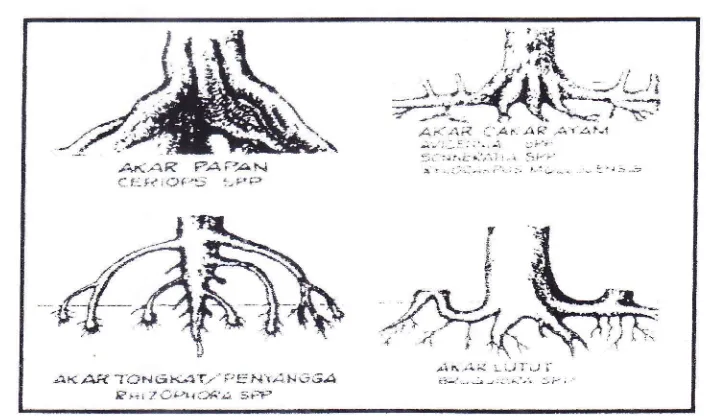 Gambar 2. Bentuk-bentuk Akar Pohon Mangrove (Bengen, 1999).