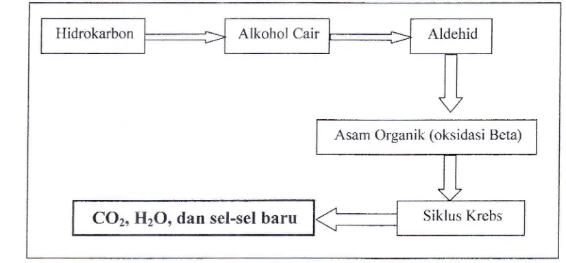 Gambar 5. Biodegradasi Hidrokarbon dan Intermediet yang dihasilkan
