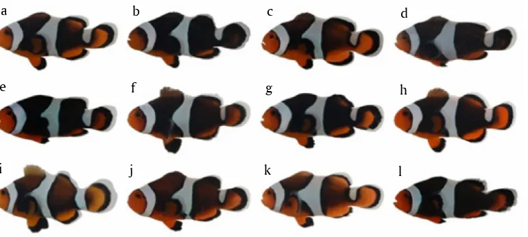 Gambar 2. Pola warna calon induk ikan clown strain black percula; (i) Sirip dada dominan