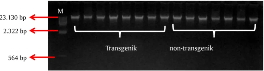 Gambar 1. Genom DNA ikan lele transgenik F-2 dan non-transgenik yang diekstraksi dengan kit GeneJet