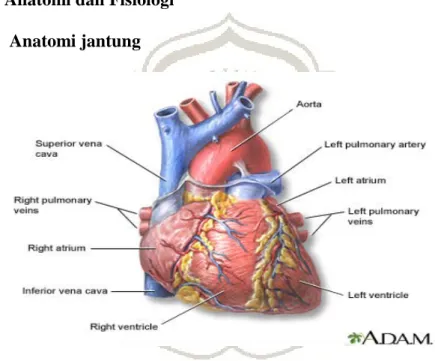 Gambar 1.1. Anatomi jantung  
