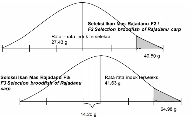 Gambar 3. Skema gambar seleksi ikan mas rajadanu F-3Figure 3.Schematic figure of selection for F-3 rajadanu carp
