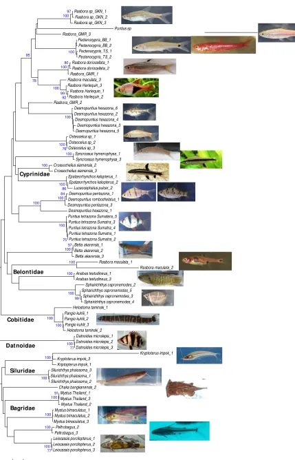 Gambar 1.Dendrogram ikan-ikan yang mendiami lahan gambut berdasarkan gen barcoding COIFigure 1.Dendrogram DNA barcoding genes (COI)  of the fish that inhabit peatland