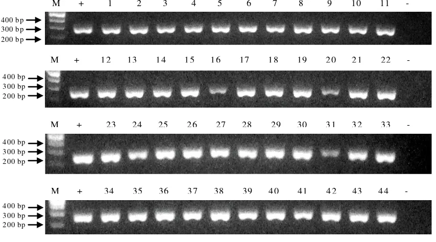 Gambar 1.Elektroferogram hasil analisis marka Cyca-DAB1*05 pada keturunan ketiga (F3) ikan