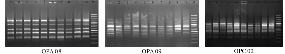 Gambar 3.Hasil amplifikasi DNA ikan tengadak hibrid (betina Jawa x jantan Kalimantan) dengan PCR-RAPD