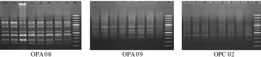 Gambar 4.Hasil amplifikasi DNA ikan tengadak hibrid (betina Kalimantan x jantan Jawa denganPCR-RAPD menggunakan primer OPA-08, OPA-09, dan OPC-02 (Keterangan: nomor(1-10)=  sampel ikan, M=  marker (GeneRuler 100 bp Plus DNA Ladder, Thermoscientific)