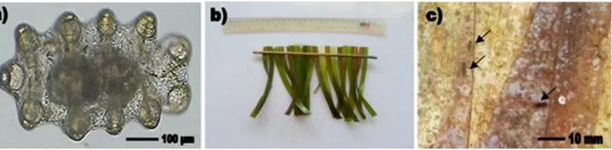 Gambar 1.Penempelan larva pada substrat lamun; (a) larva fase doliolaria umur 16 hari dengan ukuranFigure 1.620-630 µm; (b) lamun E