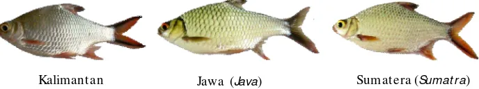 Gambar 1.Koleksi ikan tengadak dari Kalimatan, Jawa, dan Sumatera    