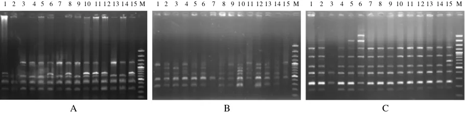 Gambar 5.Hasil amplifikasi DNA ikan tengadak Kalimantan (A), Sumatera (B), dan Jawa Barat (C) dengan