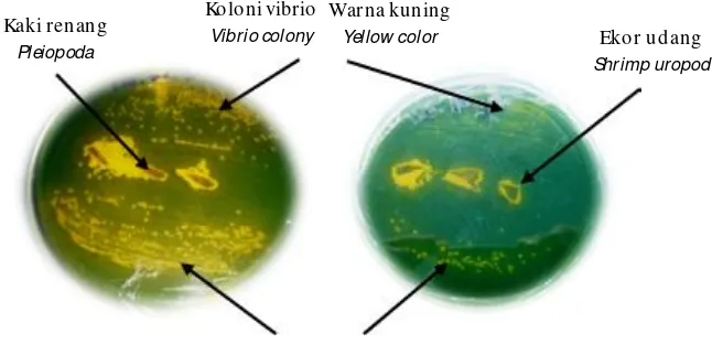 Gambar 1.Koloni bakteri yang tumbuh pada media TCBSA dari organ (kaki renangFigure 1.dan ekor) dan haemolim udang sakit hasil infeksi buatanColony of bacteria growing on TCBSA media from organs (pleiopoda andtail) and haemolimph of artifically infected shrimps