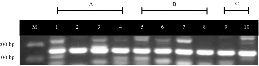 Gambar 2.Hasil amplifikasi PCR dari organ udang windu sakit dari infeksi buatan menggunakan primer