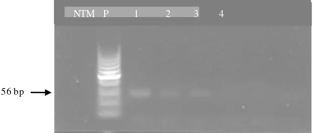 Gambar 8.Hasil elektroforesis produk PCR dengan DNA genom dari rumput laut K. alvarezii hasil 