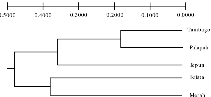 Gambar 3.Dendrogram jarak genetik Nei (1972) antar Figure 3.strain ikan kaluiDendrogram based on Nei genetic distance of kalui fish