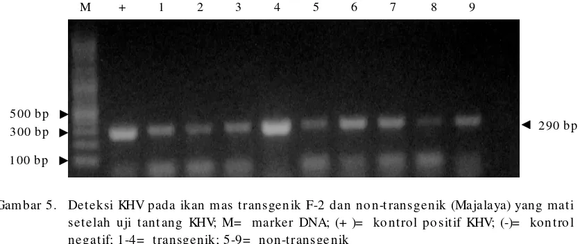 Gambar 5.Deteksi KHV pada ikan mas transgenik F-2 dan non-transgenik (Majalaya) yang mati