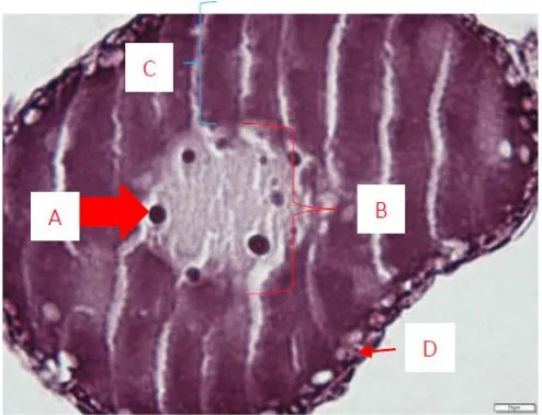Gambar 5.Tingkat awal perinukleolar oosit ikan gabus yang diinduksi oodev dosis